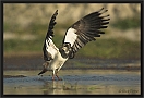 kievit vogelfestival